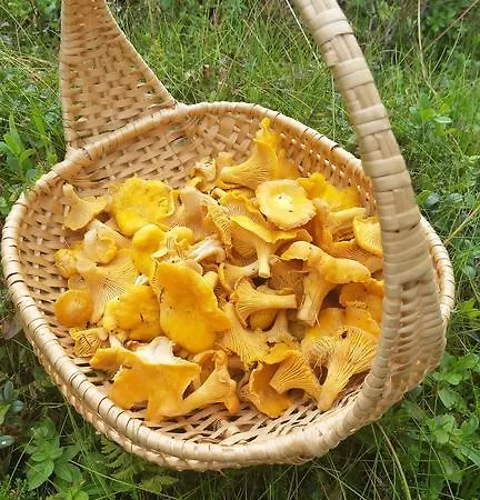 Prázdninový dům Lofotbo
