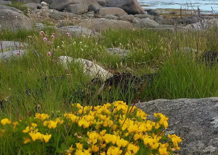Lofotbo Stamsund